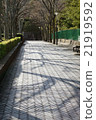 樹的陰影落的鵝卵石街道路面 21919592