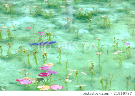 莫奈的池塘 21919787