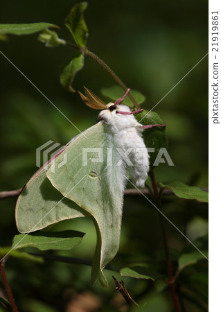 Living thing insects females ao, fluffy white fluff and black big eyes. Actually I have a very cute figure Living thing insects females ao, fluffy white fluff and black big eyes. Actually I have a very cute figure 21919861