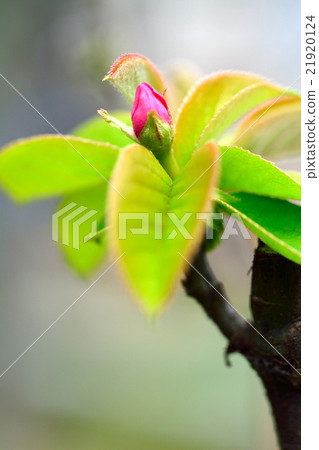 Karashii的芽 21920124