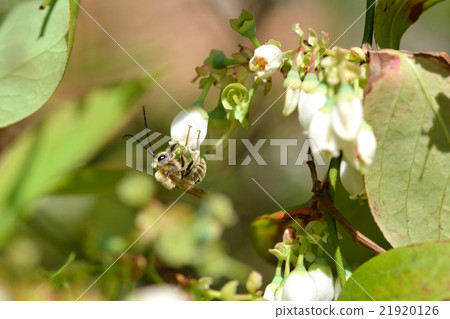 我來到一朵藍莓Nippon Higenaga蜜蜂的花 21920126