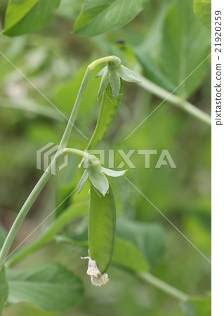 絲綢大豆麵條（白花種子）了 21920259