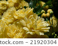 Flower of mockybara 21920304