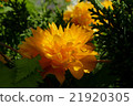 Double-bloom Yamaboki 21920305