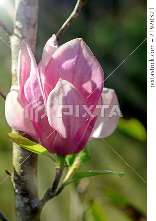 Pink Magnolia in botanical garden. Pink Magnolia in botanical garden. 21920321