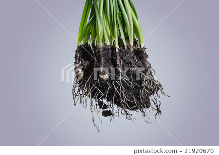 Root Plant with soil Root Plant with soil 21920670