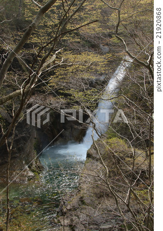 早春的Akiho Otori 21920868