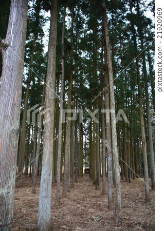 Row of trees 21920969