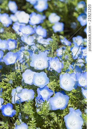 日立海濱公園的Nemophila 日立海濱公園的Nemophila 21921203