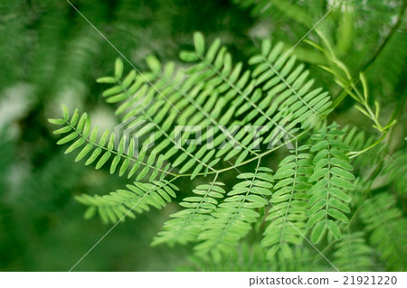 macro green leaf acacia 21921220
