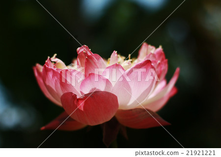Pink lotus blossoms Pink lotus blossoms 21921221