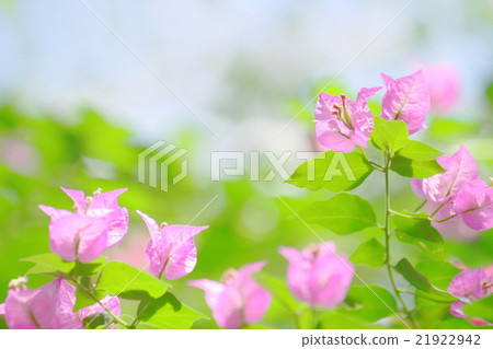 Bougainvillea 21922942