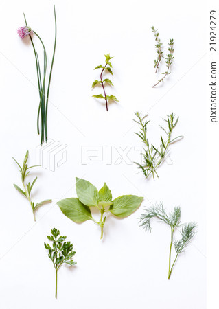 fresh herbs 21924279
