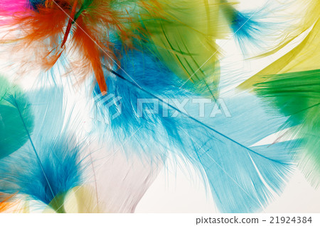 colorful feathers colorful feathers 21924384