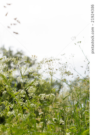 summer field summer field 21924386