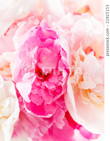peony on the white peony on the white 21925153
