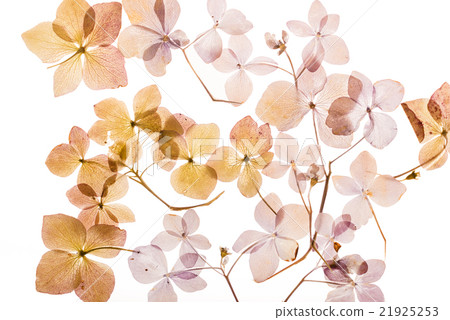 dry hydrangea dry hydrangea 21925253