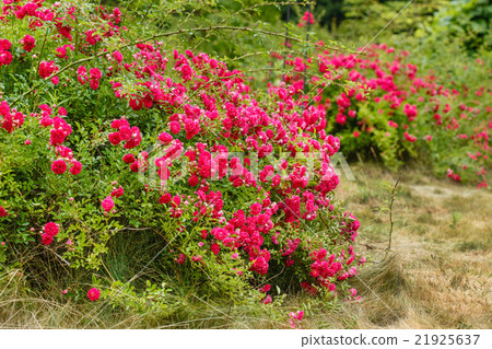 roses garden 21925637