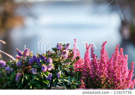 heather in the pot 21925736
