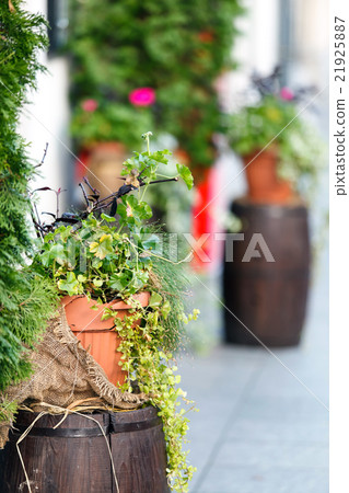 street flowers 21925887