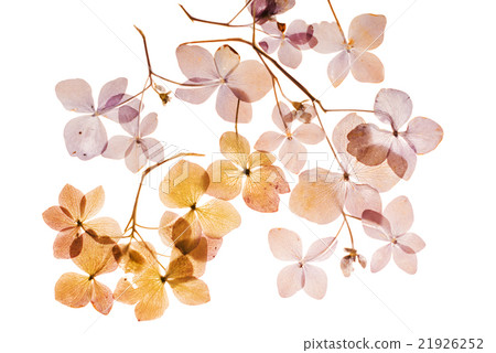 dry hydrangea dry hydrangea 21926252