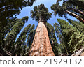 Shaman General Tree Sequoia National Park 21929132