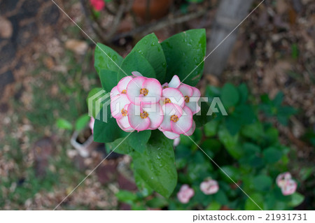 Pink crown of throns flowers with green leaves Pink crown of throns flowers with green leaves 21931731