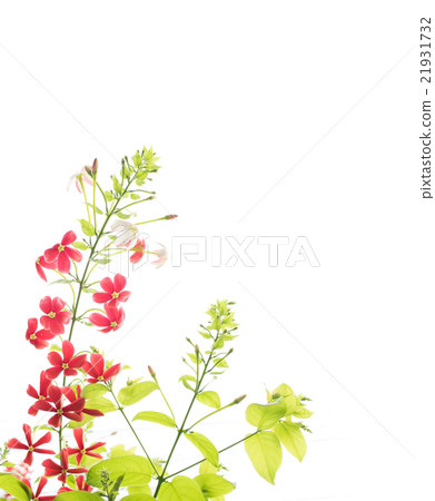 Rangoon creeper with branch on white background Rangoon creeper with branch on white background 21931732