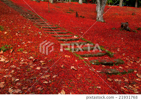Tsuchi神社在秋天 21931768
