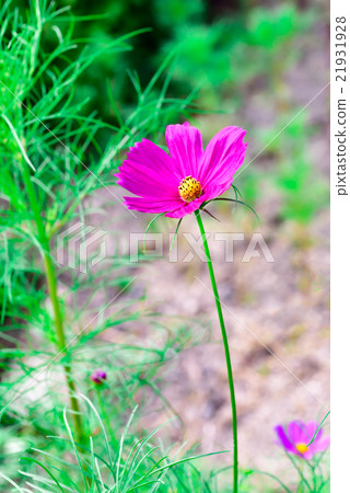 Cosmos Cosmos 21931928