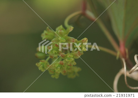 Natural plant Saltrioibara, yellow green and unobtrusive, it is a collection of female flowers. 21931971