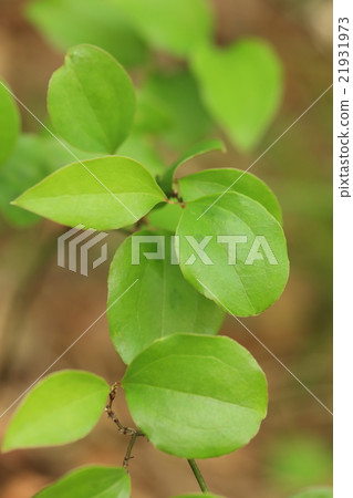 Naturally occurring plant Sartorybourgh, a characteristic leaf shape and manner of entry of veins. I often see it on a sunny slope 21931973