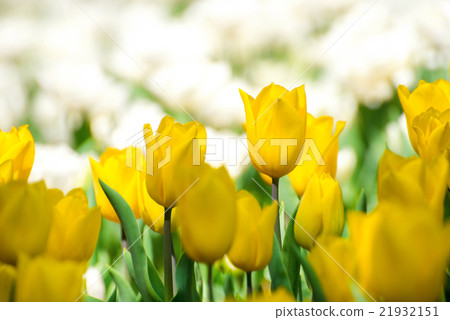 Red cucumber petals up Red cucumber petals up 21932151