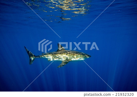 Great White shark ready to attack 21932320
