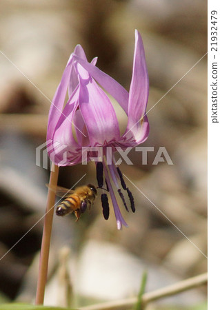 Katakuri和蜜蜂 21932479