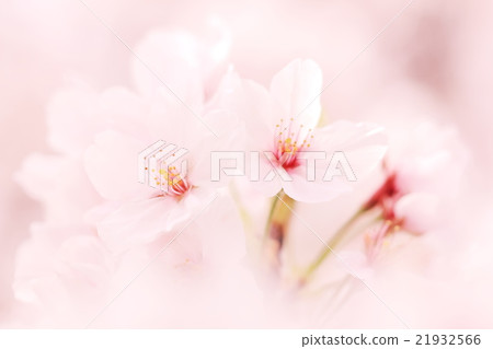 櫻花 櫻花 21932566