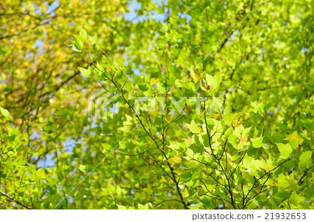 Fresh green of Taiwanfu and light falling down 21932653