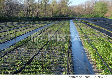 King of Wasabi King of Wasabi 21932658