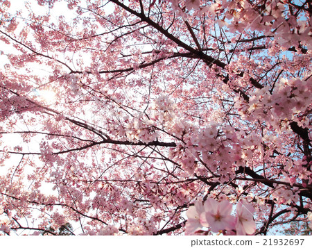藍天和櫻花 21932697