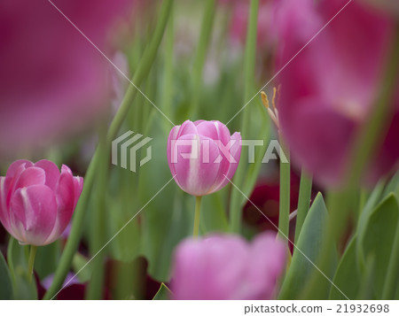 小郁金香 21932698