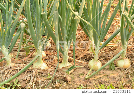 onion field 21933111