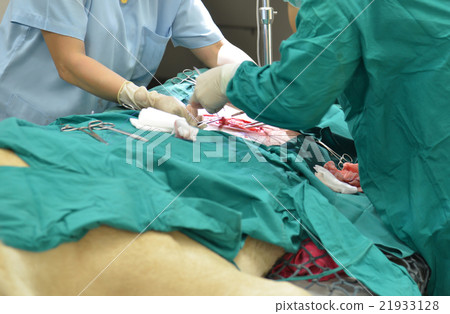 Veterinarian performing an operation on a lion 21933128