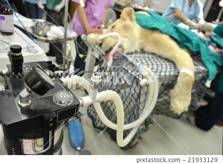 Veterinarian performing an operation on a lion Veterinarian performing an operation on a lion 21933129