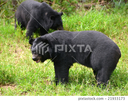 asiatic black bear asiatic black bear 21933173