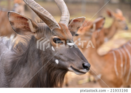 close up of female and male nyala head 21933198