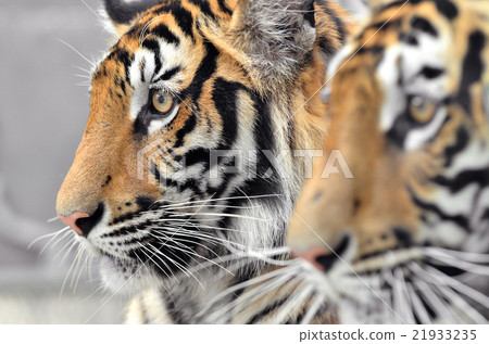 bengal tiger face bengal tiger face 21933235
