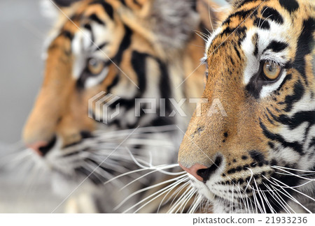 bengal tiger face bengal tiger face 21933236