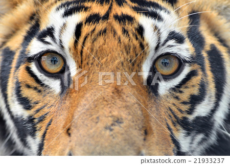 bengal tiger eyes 21933237