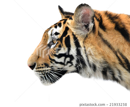 bengal tiger face isolated 21933238