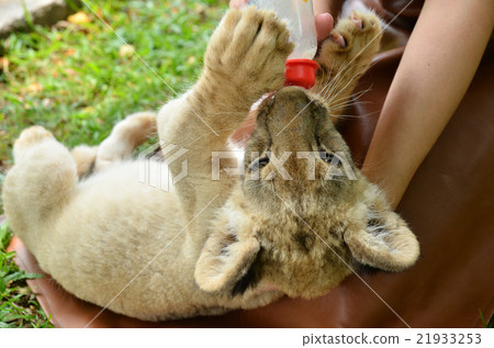 zookeeper feeding baby lion 21933253
